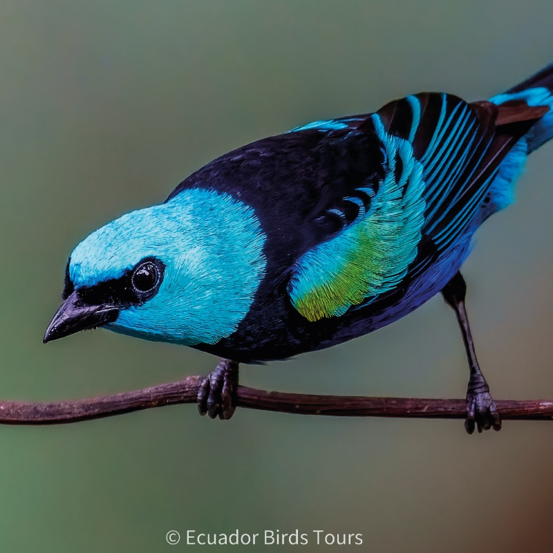 cloud forests bird species photo bird tours ecuador (18)