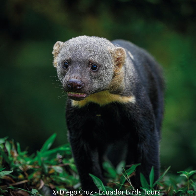cloud forests bird species photo bird tours ecuador (23)