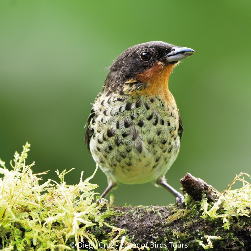 cloud forests bird species photo bird tours ecuador (25)