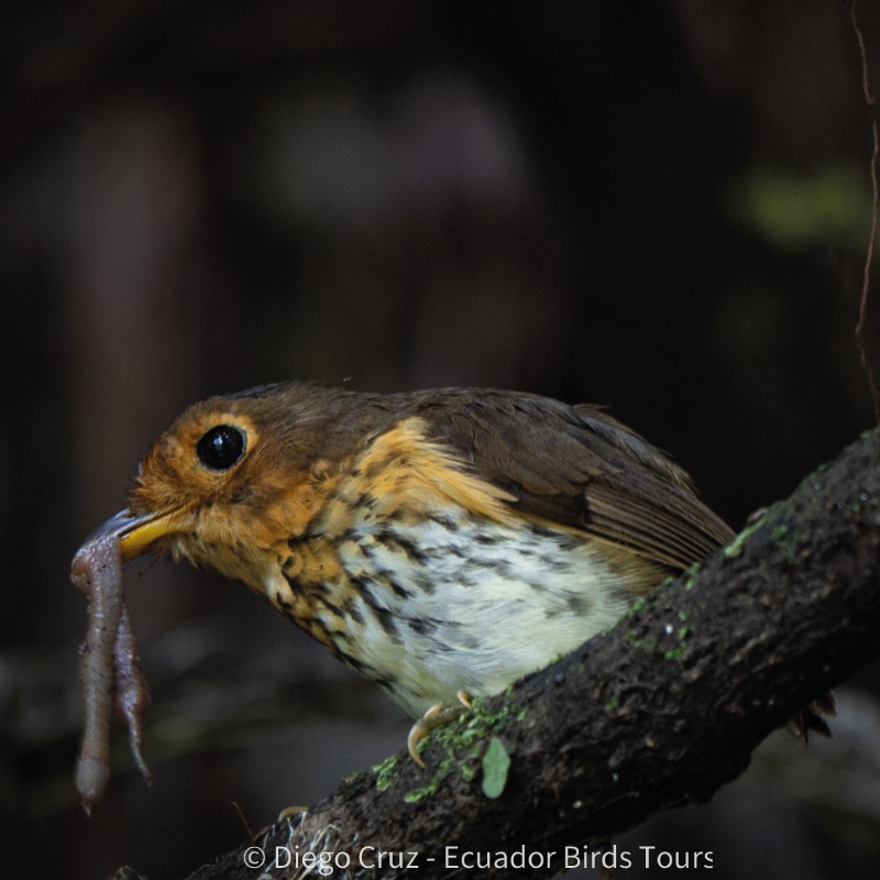 cloud forests bird species photo bird tours ecuador (30)