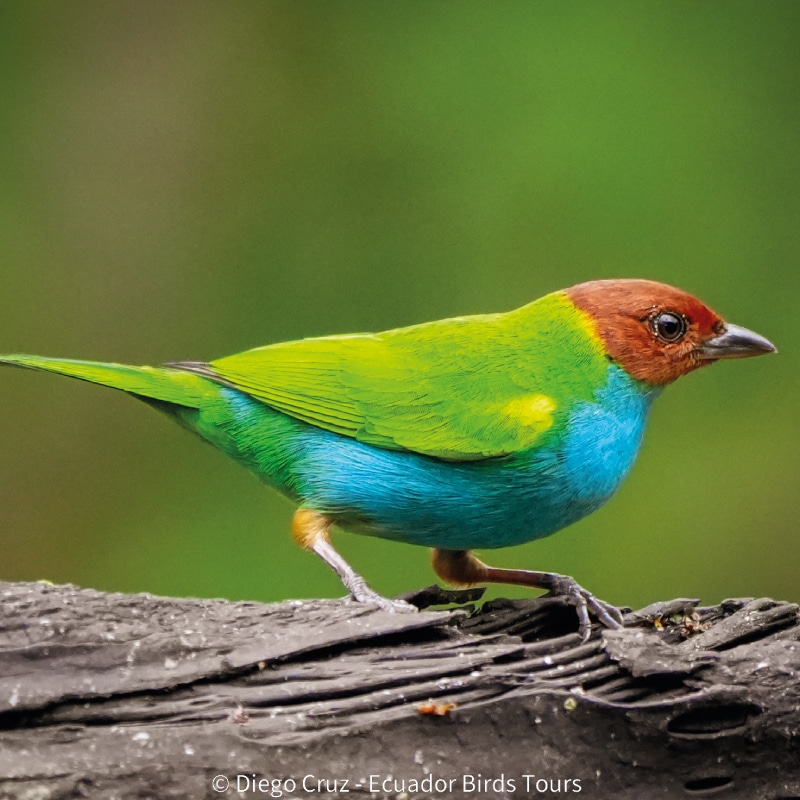 cloud forests bird species photo bird tours ecuador (4)