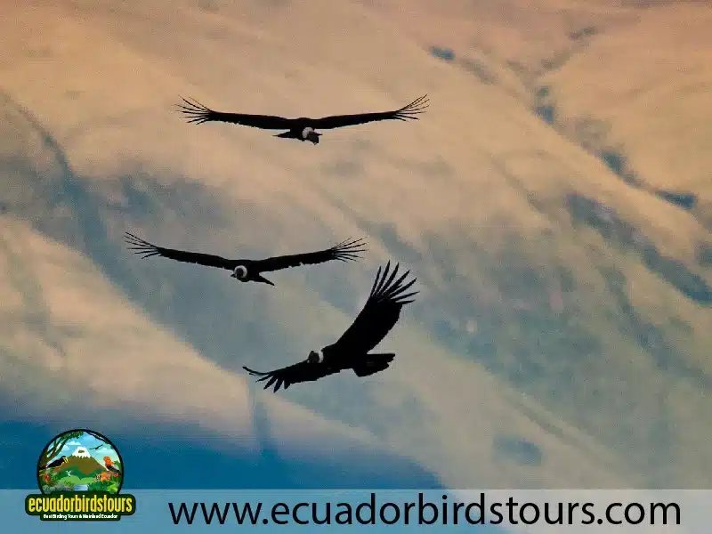 condors birding photography tours in ecuador by ecuador birds tours 9417585e