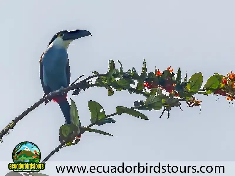 east slope cloud forest by ecuador birds tours black billed toucan 1af4dff9