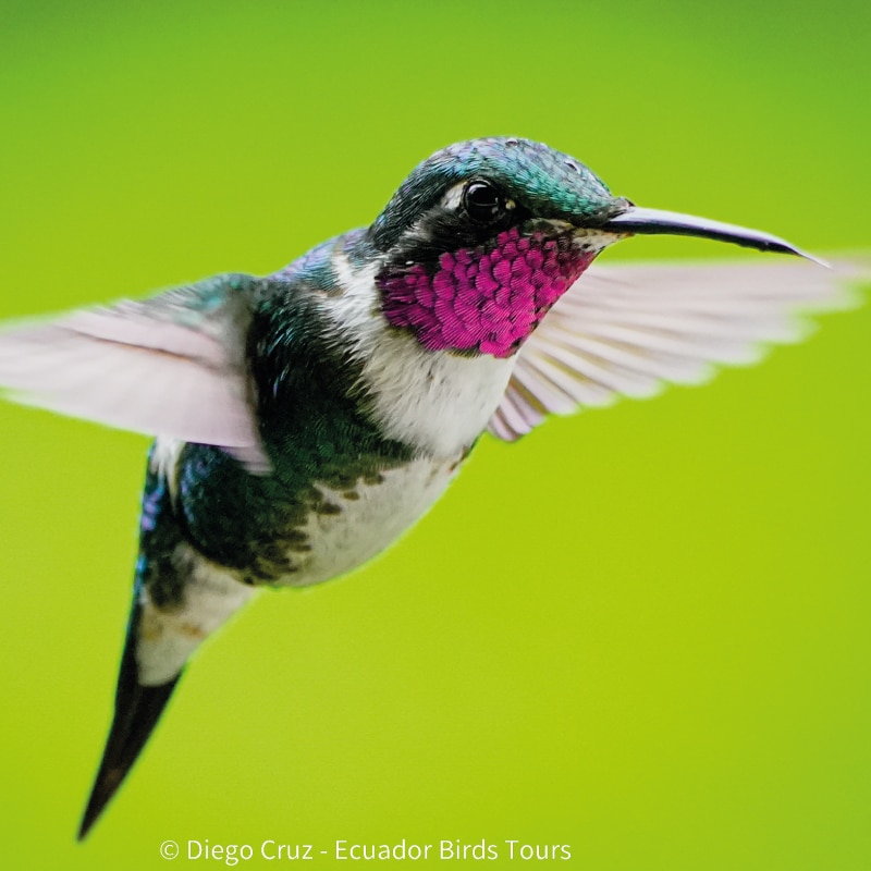 eastern cloud forest ecuador birding photo tours (11)