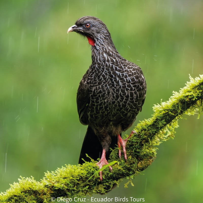 eastern cloud forest ecuador birding photo tours (7)
