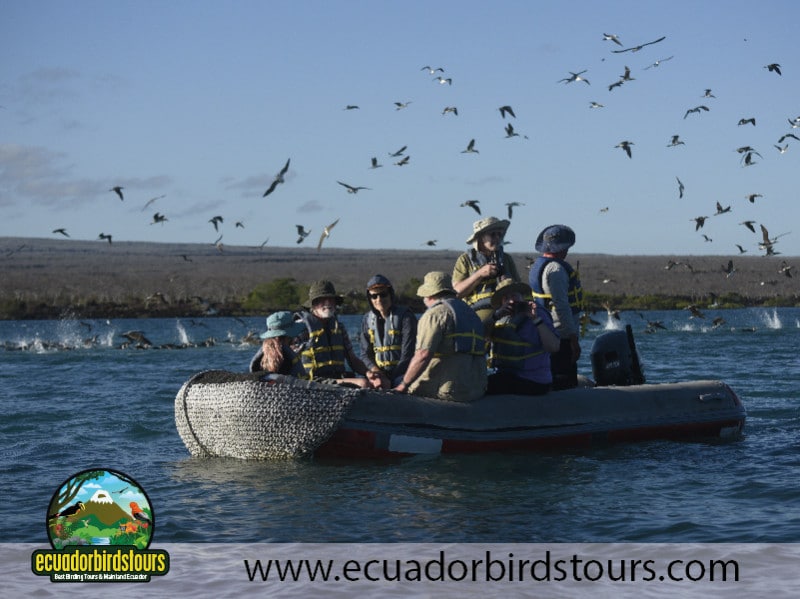 floreana island alya cruise by ecuador birds tours