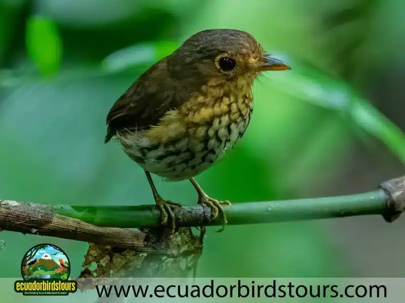 full day andean cock of the rock tour by ecuador birds tours 19 7f9e1f4d