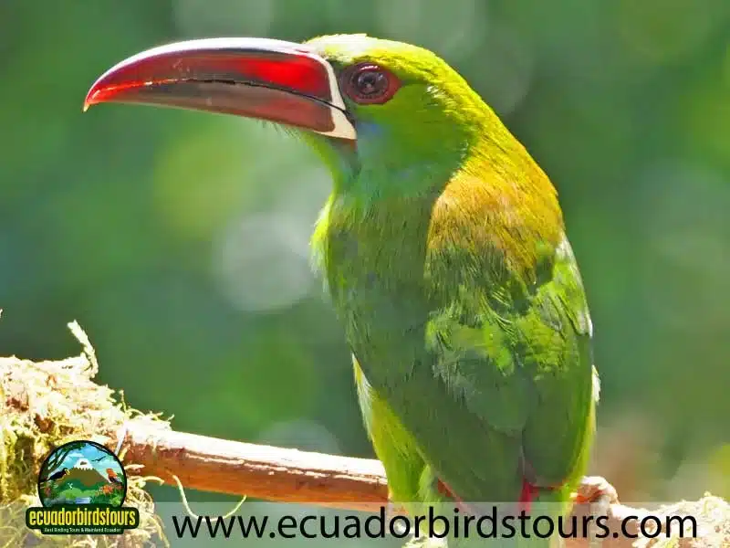 full day andean cock of the rock tour by ecuador birds tours 22 ff7f3a17