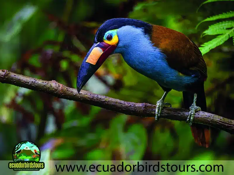 full day andean cock of the rock tour by ecuador birds tours 3 5b32b0b8