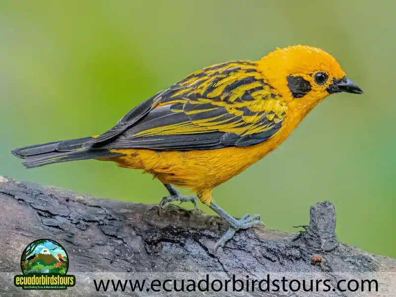 full day andean cock of the rock tour by ecuador birds tours 5 5e96fa66