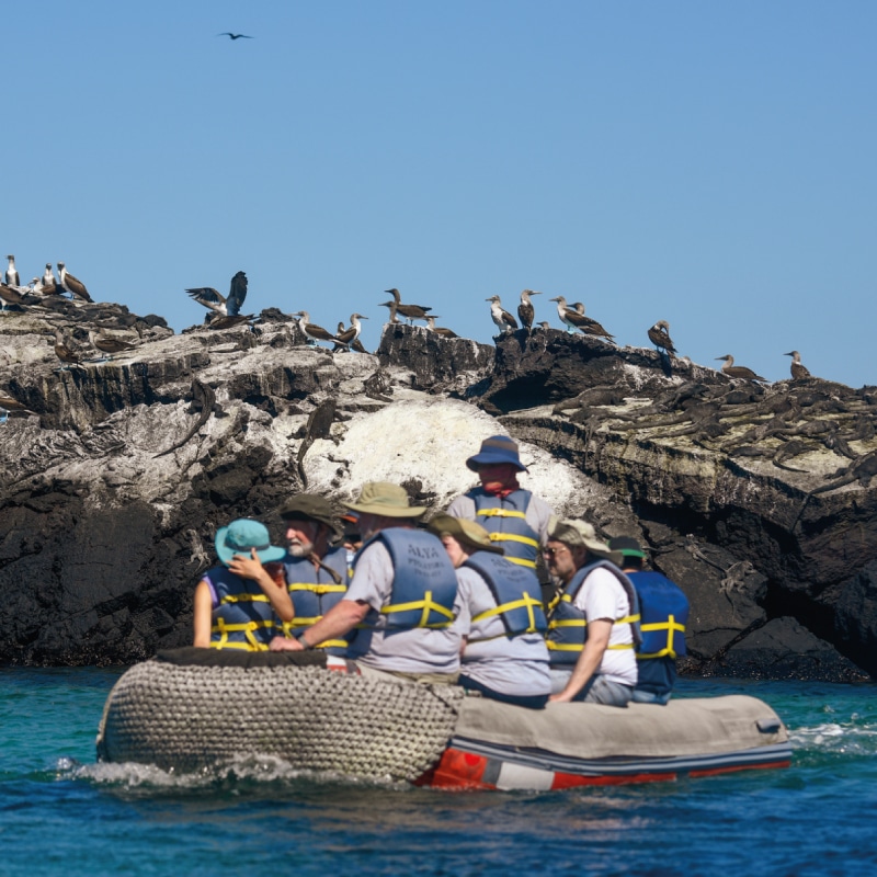 galapagos cruises alya luxury by ecuador birds tours (2)