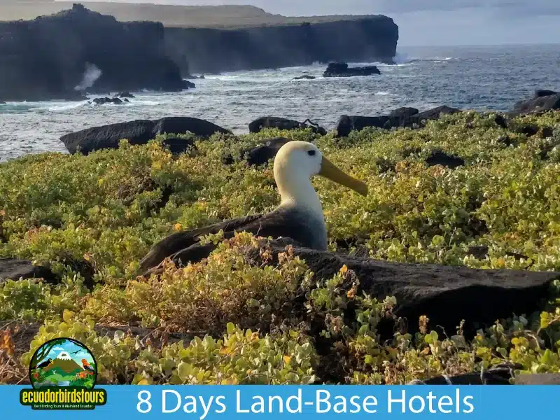 galapagos cruises by ecuador birds tours 8 days 6ecc1e9d
