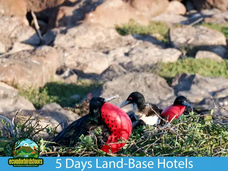 galapagos cruises by ecuador birds tours 5 days 9927f26f