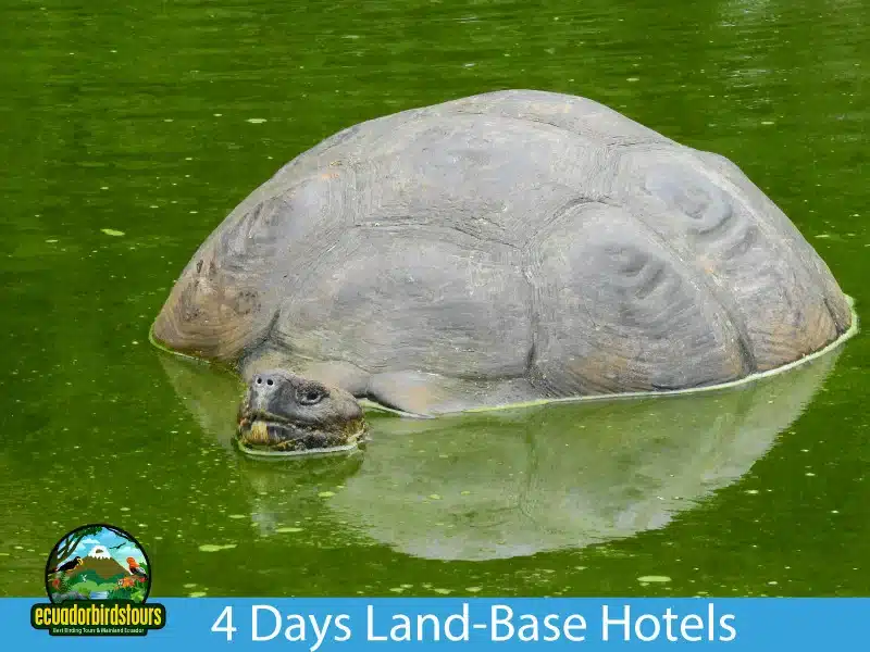 galapagos island hopping 4 days 3 nights by ecuador birds tours 9e43f572