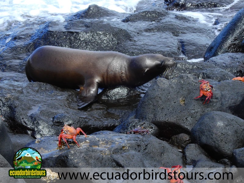 galapagos seal in santa fe island ecuador birds tours