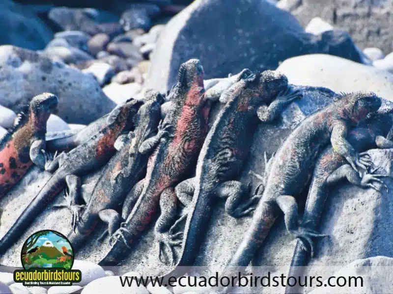 galapagos by ecuadorbirds tours 01 70fd73e9
