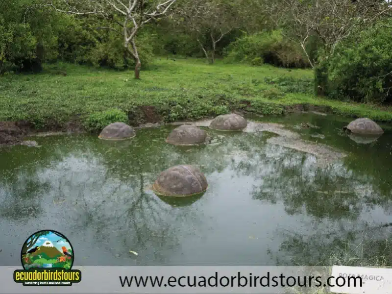 galapagos by ecuadorbirds tours 08 cdbda4d2