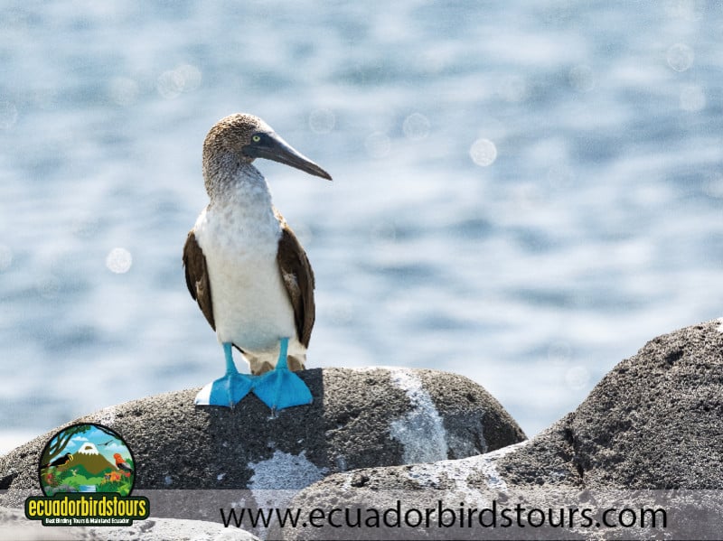 galapagos by ecuadorbirds tours 16 (2)