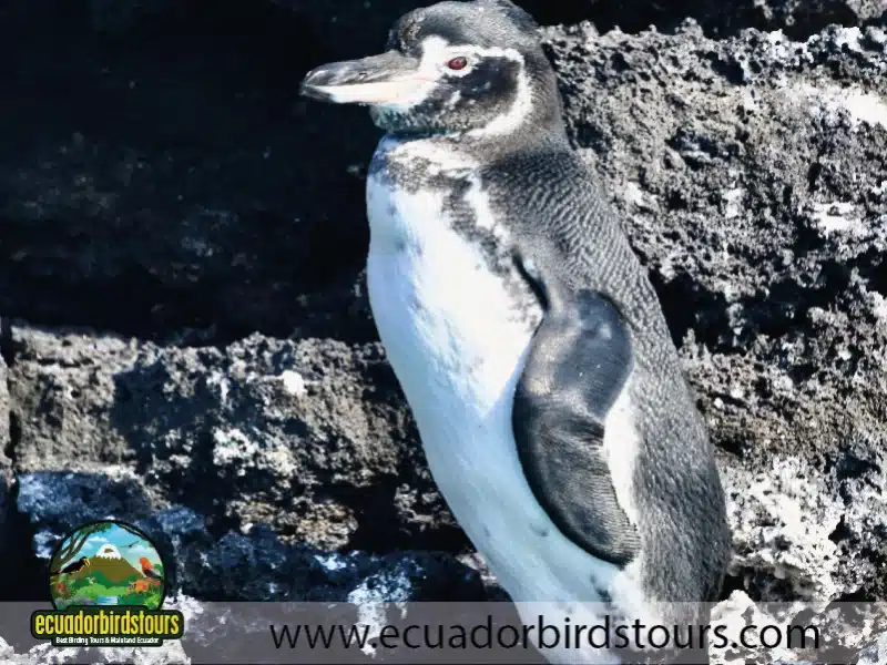 galapagos by ecuadorbirds tours 19 b6a4e7e0
