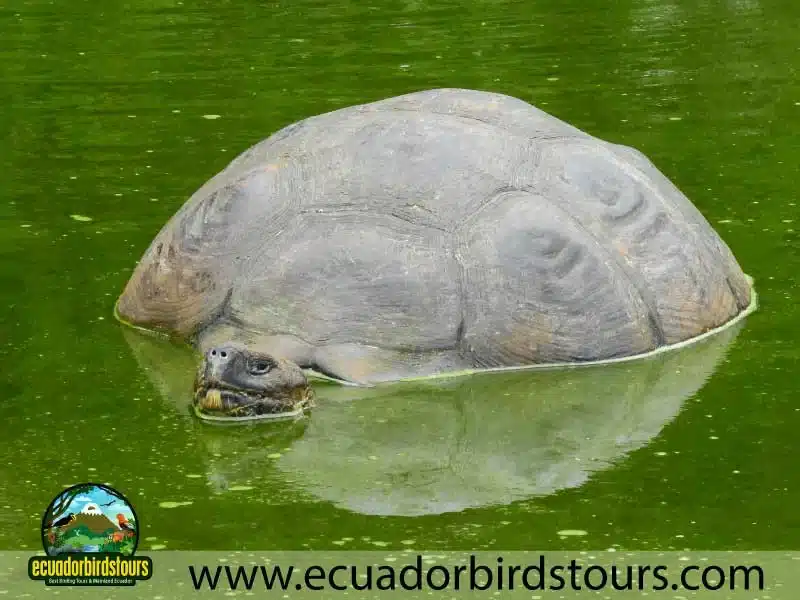 giant tortoises in galapagos islands by ecuador birds tours bf11928a