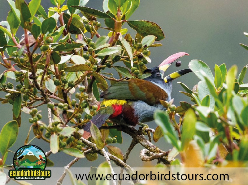 guango reserve by ecuador birds tours 2