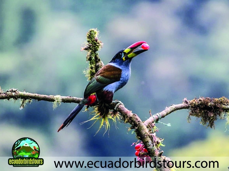 guango tour by birdwatching tours in ecuador 11