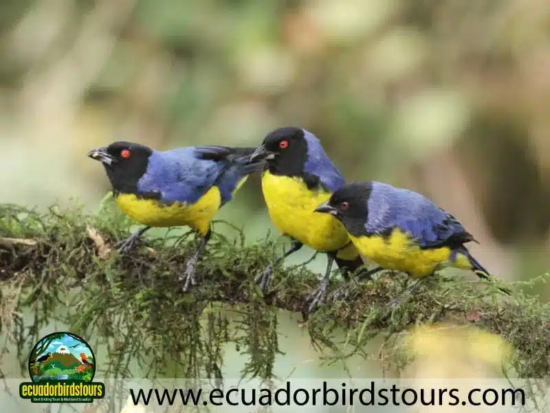 guango tour by birdwatching tours in ecuador 14 5d0d268d