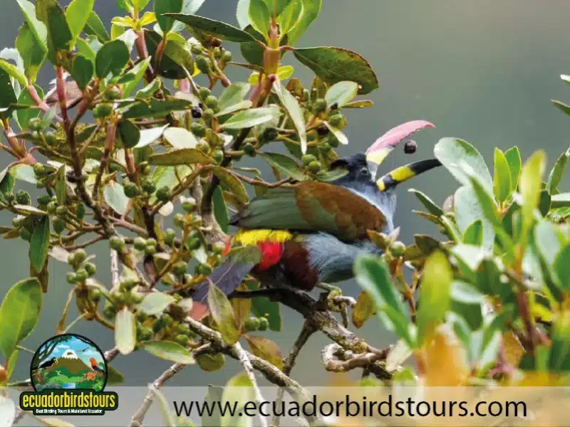 guango tour by birdwatching tours in ecuador 15 352ab84b