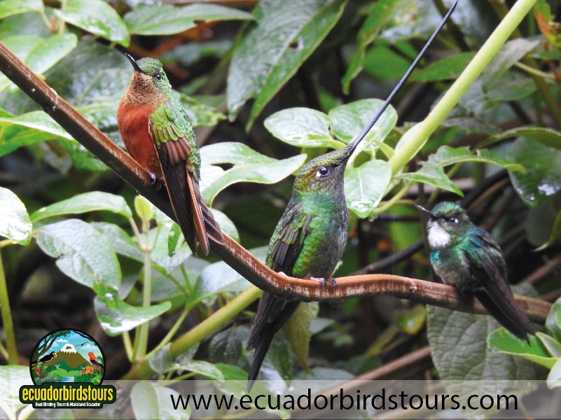 guango tour by birdwatching tours in ecuador 17