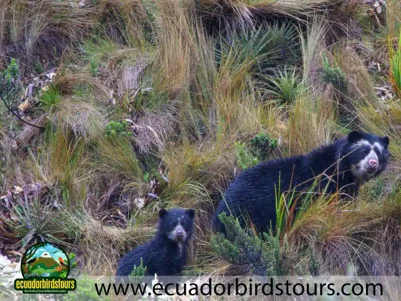 guango tour by birdwatching tours in ecuador 2 85b84712