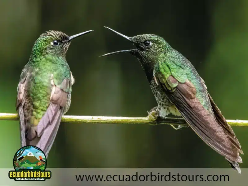 guango tour by birdwatching tours in ecuador 20 88bb687c