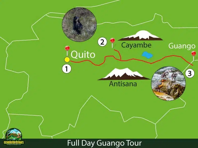guango tour by birdwatching tours in ecuador 22 dfe26e13