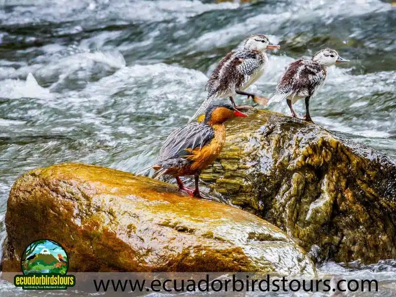 guango tour by birdwatching tours in ecuador 4 6d335c35