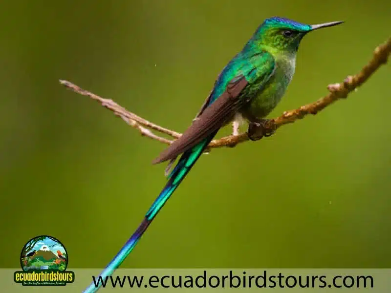 guango tour by birdwatching tours in ecuador 7 970322eb