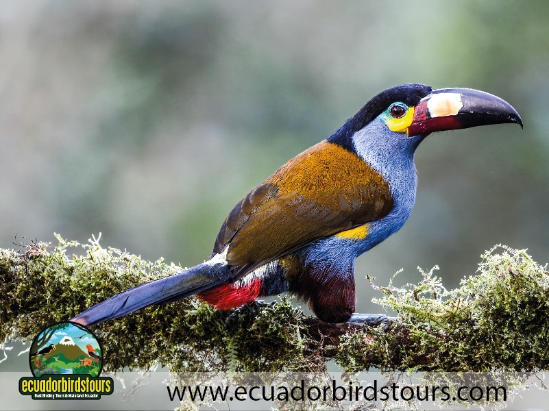 guaycapi toucan feeders by ecuador birds tours