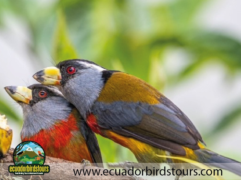 guaycapi toucan feeders by ecuador birds tours 2