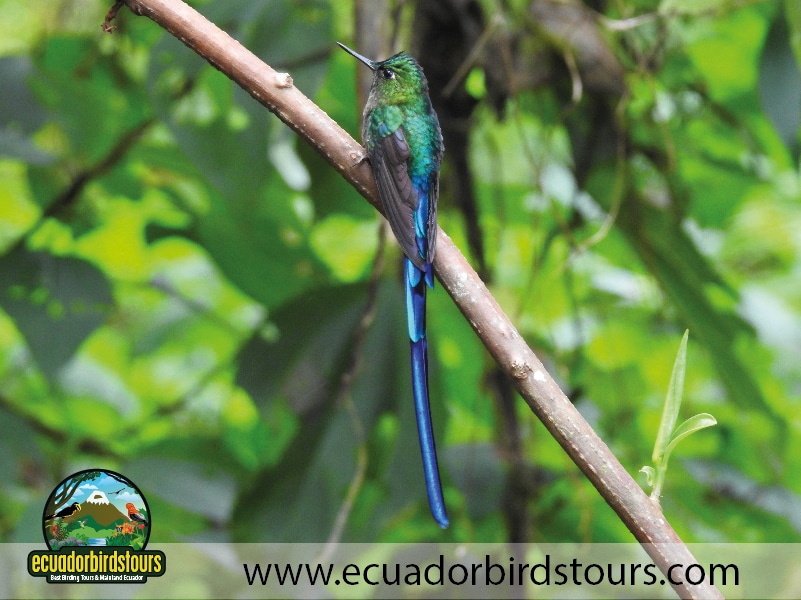 guaycapi toucan feeders by ecuador birds tours 3