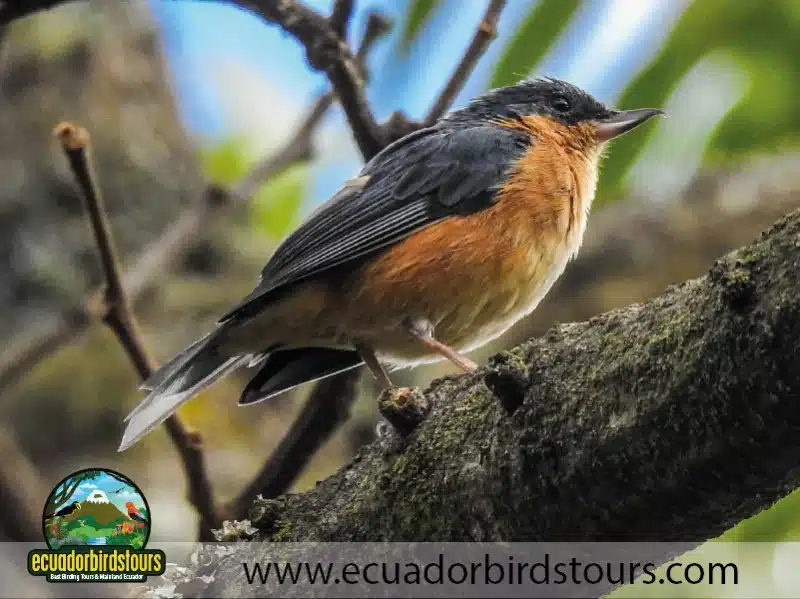 hacienda jimenita birds 16 e371d72c