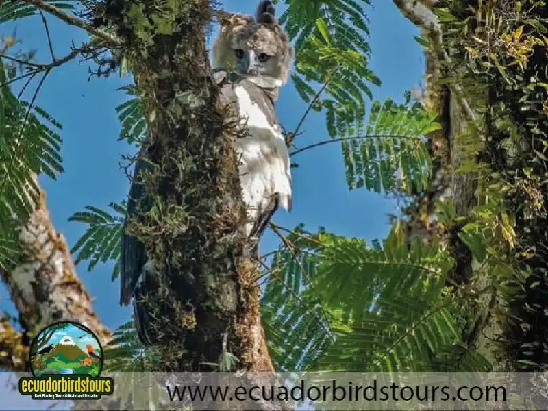 harpy eagle by ecuador birds tours f3d03560