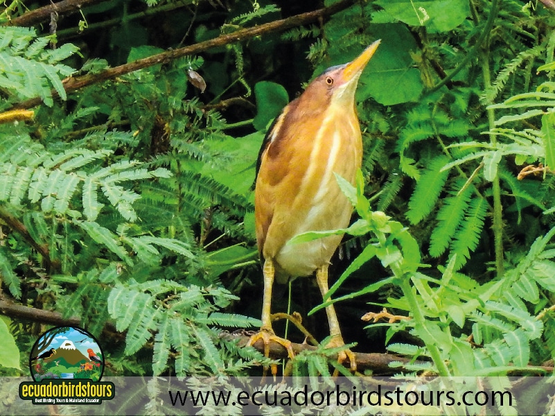 humedal la segua by ecuador birds tours