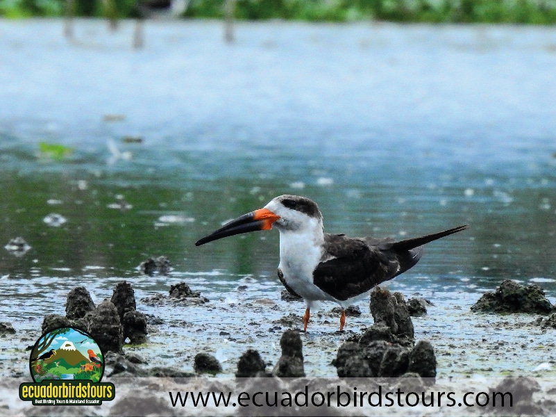 humedal la segua by ecuador birds tours 3