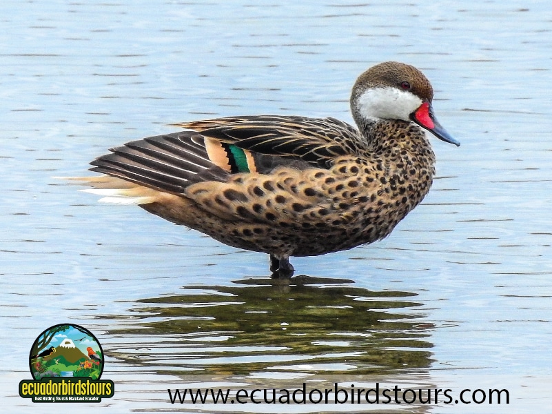 humedal la segua by ecuador birds tours 4