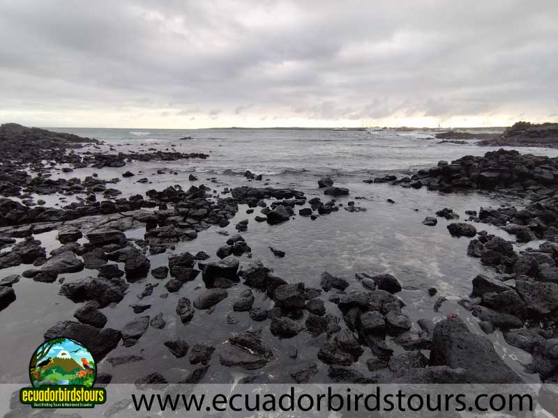 la ratonera beach in puerto ayora by ecuador birds tours