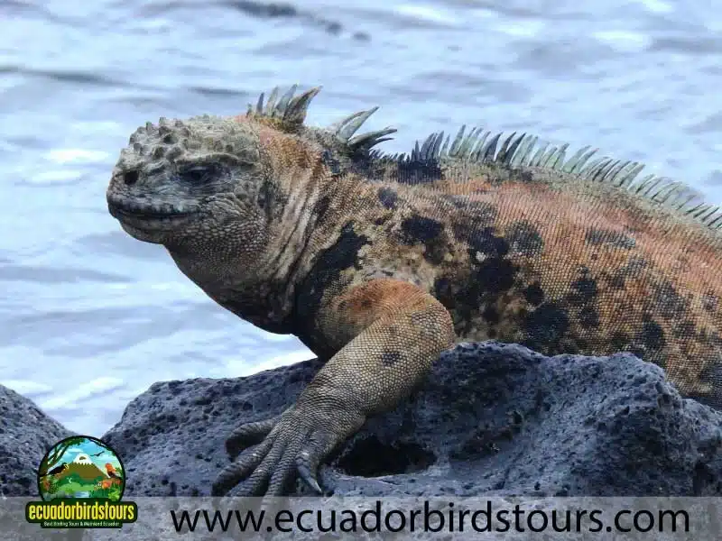 land iguana in galapagos islands by ecuador birds tours 2482c3e7