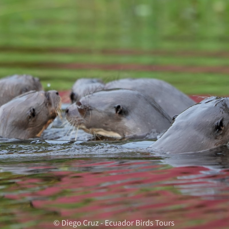 limoncocha and yasuni national park photo tours by ecuador birds tours (2)