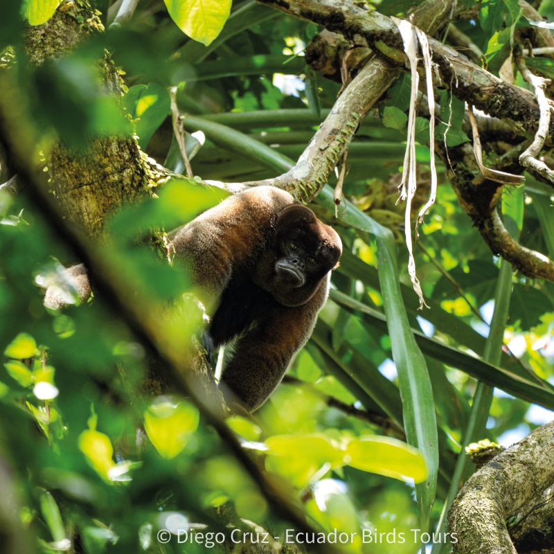 limoncocha and yasuni national park photo tours by ecuador birds tours (5)