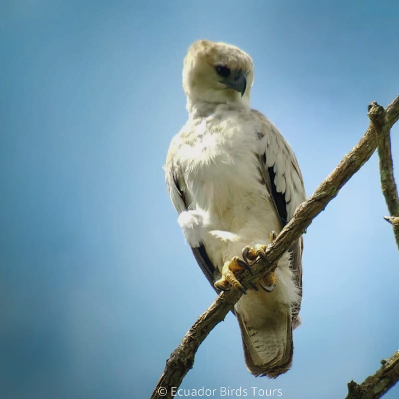 limoncocha and yasuni national park photo tours by ecuador birds tours (7)
