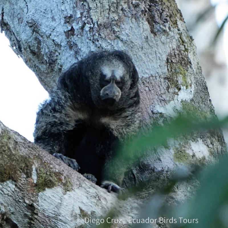 limoncocha and yasuni national park photo tours by ecuador birds tours (8)