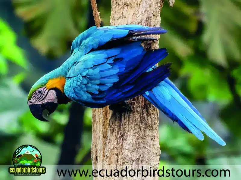 limoncocha birding photography tours in ecuador by ecuador birds tours d1f4e191