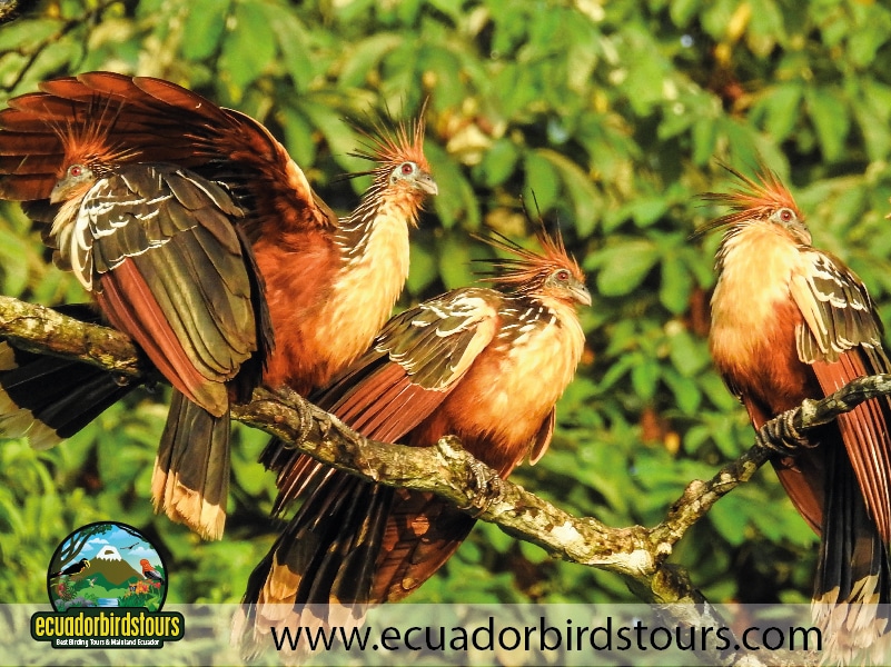 limoncocha lagoon by ecuador birds tours 2